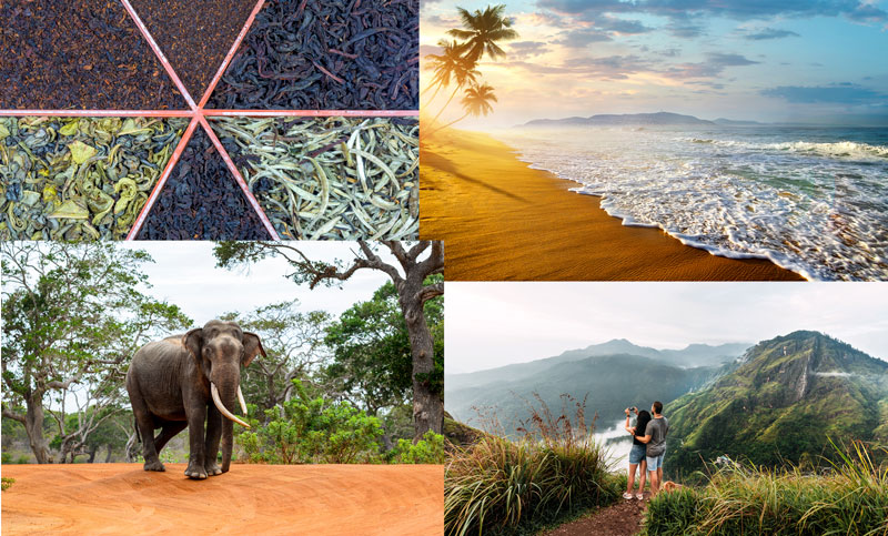 The Tea Trails and Stunning Beaches of Sri Lanka A Journey Through the Islands Best